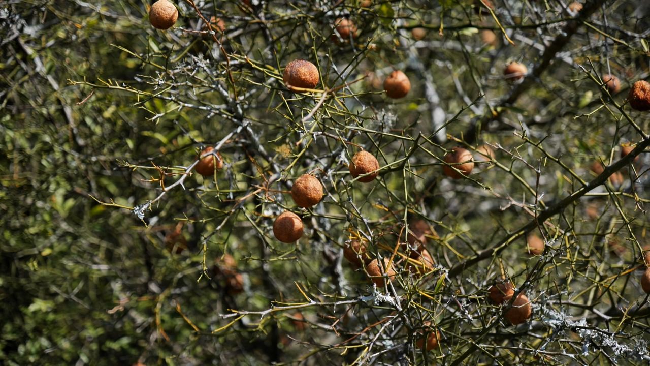Get It Growing: Is that a citrus tree or citrus rootstock?